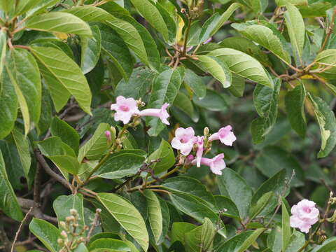 Plancia ëd Delostoma integrifolium D. Don