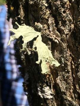 Image of cartilage lichen