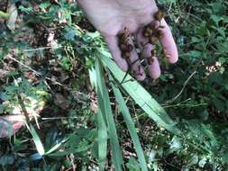 Imagem de Crocosmia aurea (Pappe ex Hook.) Planch.