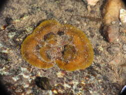 Слика од Ralfsia fungiformis