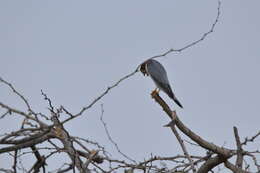 Image of Red-headed Falcon