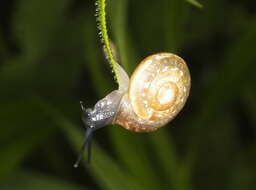 Image of Urticicola umbrosus (C. Pfeiffer 1828)