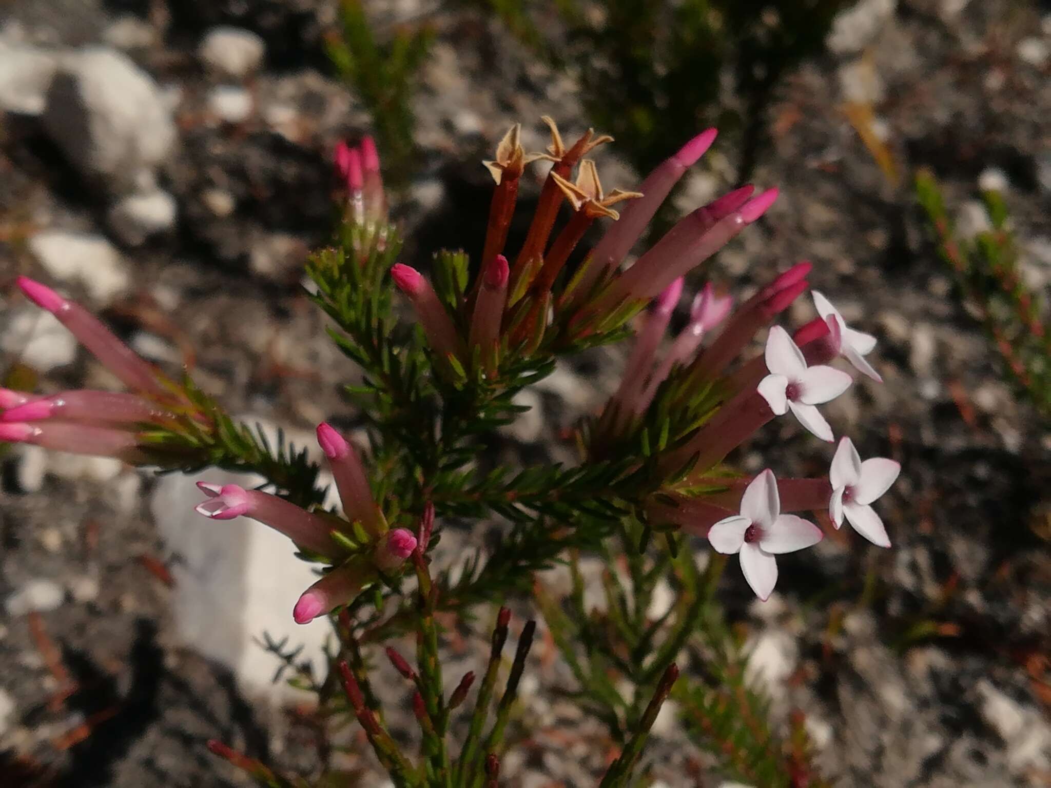 Image of Erica infundibuliformis Bartl.