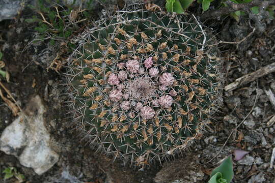 Image of little nipple cactus