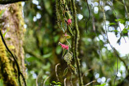 Image of Columnea minor (Hook.) Hanst.