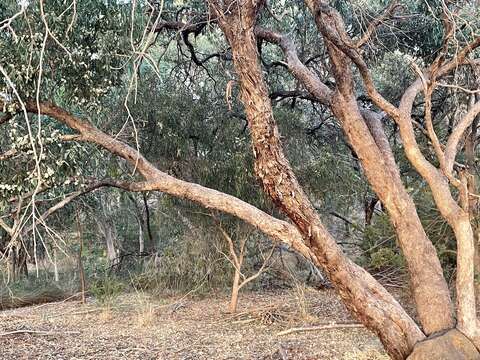 Image of Eucalyptus microcarpa (Maiden) Maiden