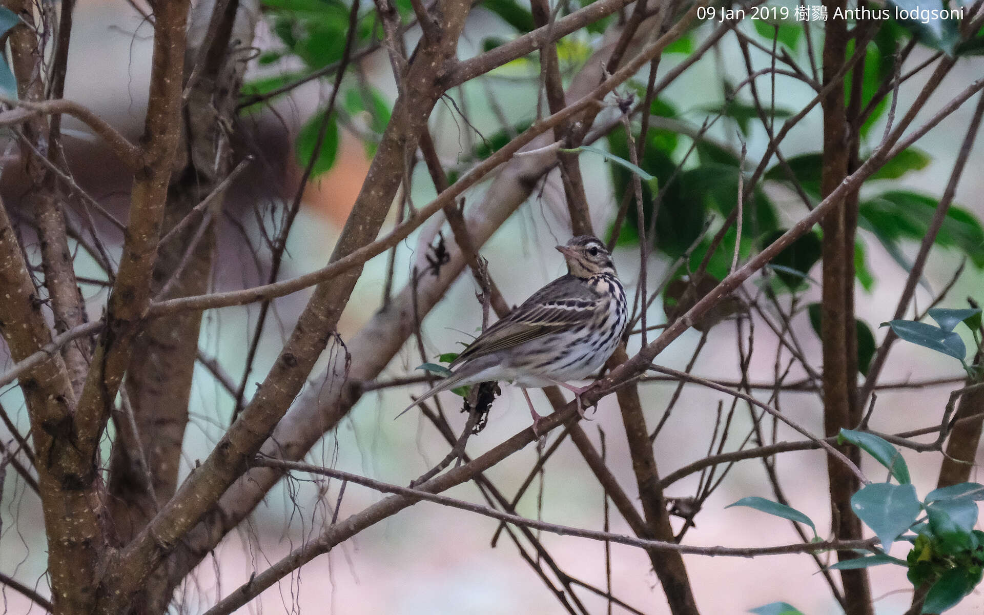 Image of Olive-backed Pipit