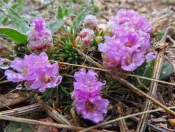 Image of Armeria caespitosa (Ortega) Boiss.