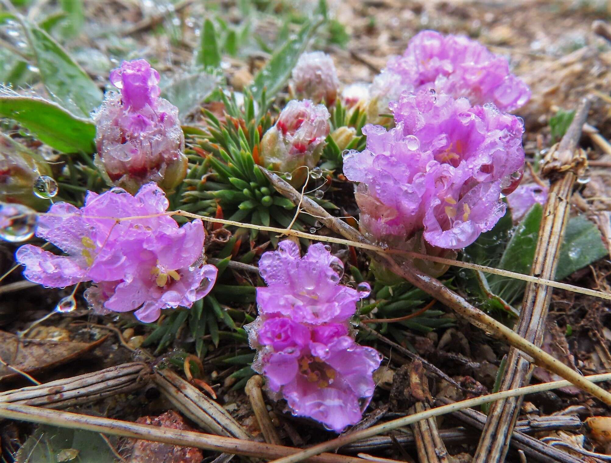 صورة Armeria caespitosa (Ortega) Boiss.