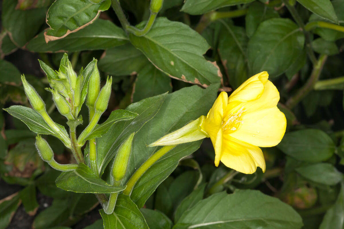 Image of common evening primrose