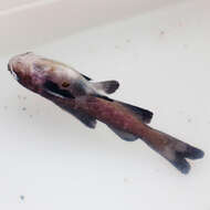 Image of Black seacatfish