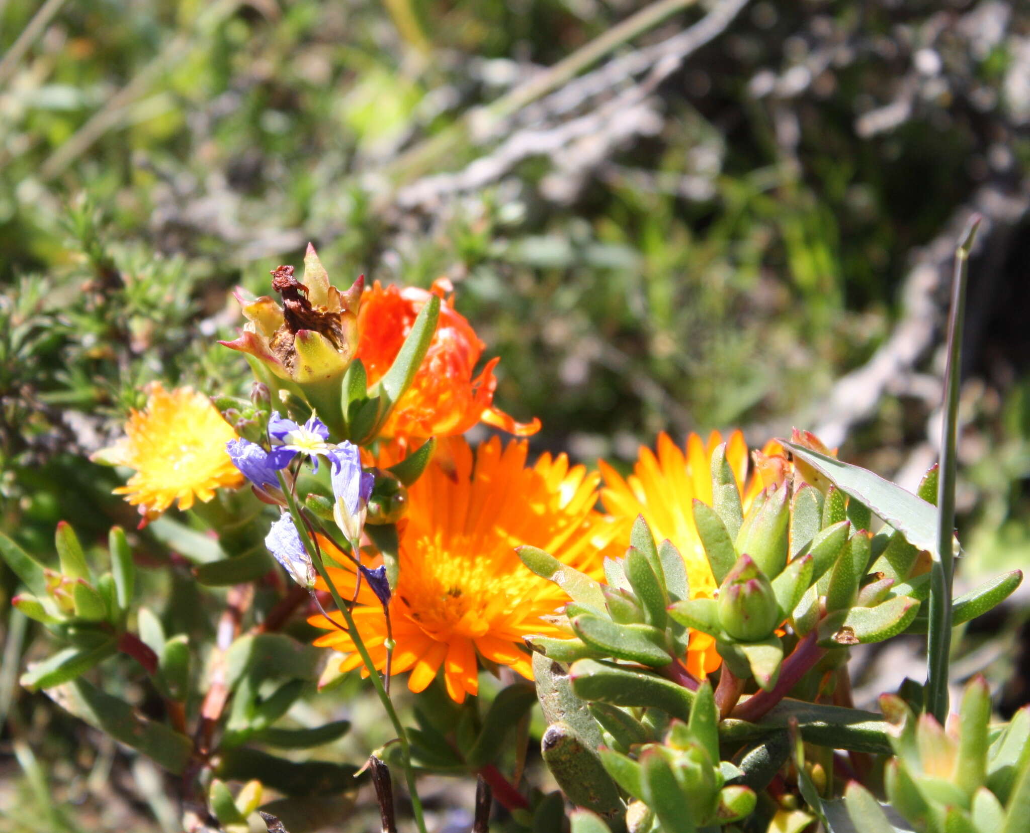 Image of Lampranthus aureus (L.) N. E. Br.