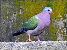 Image of Common Emerald Dove