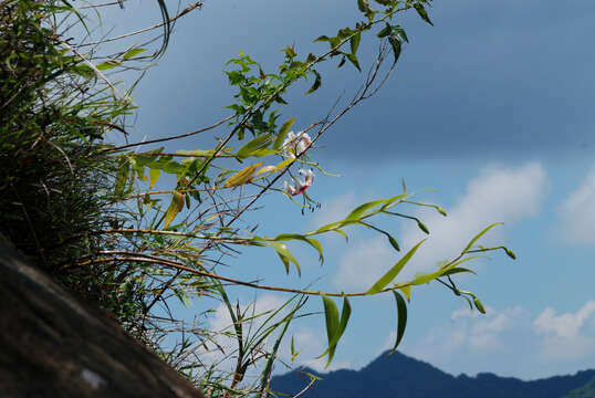 Image of Lilium speciosum var. gloriosoides Baker