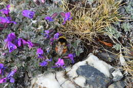 Image de Oxytropis wrangelii Jurtzev