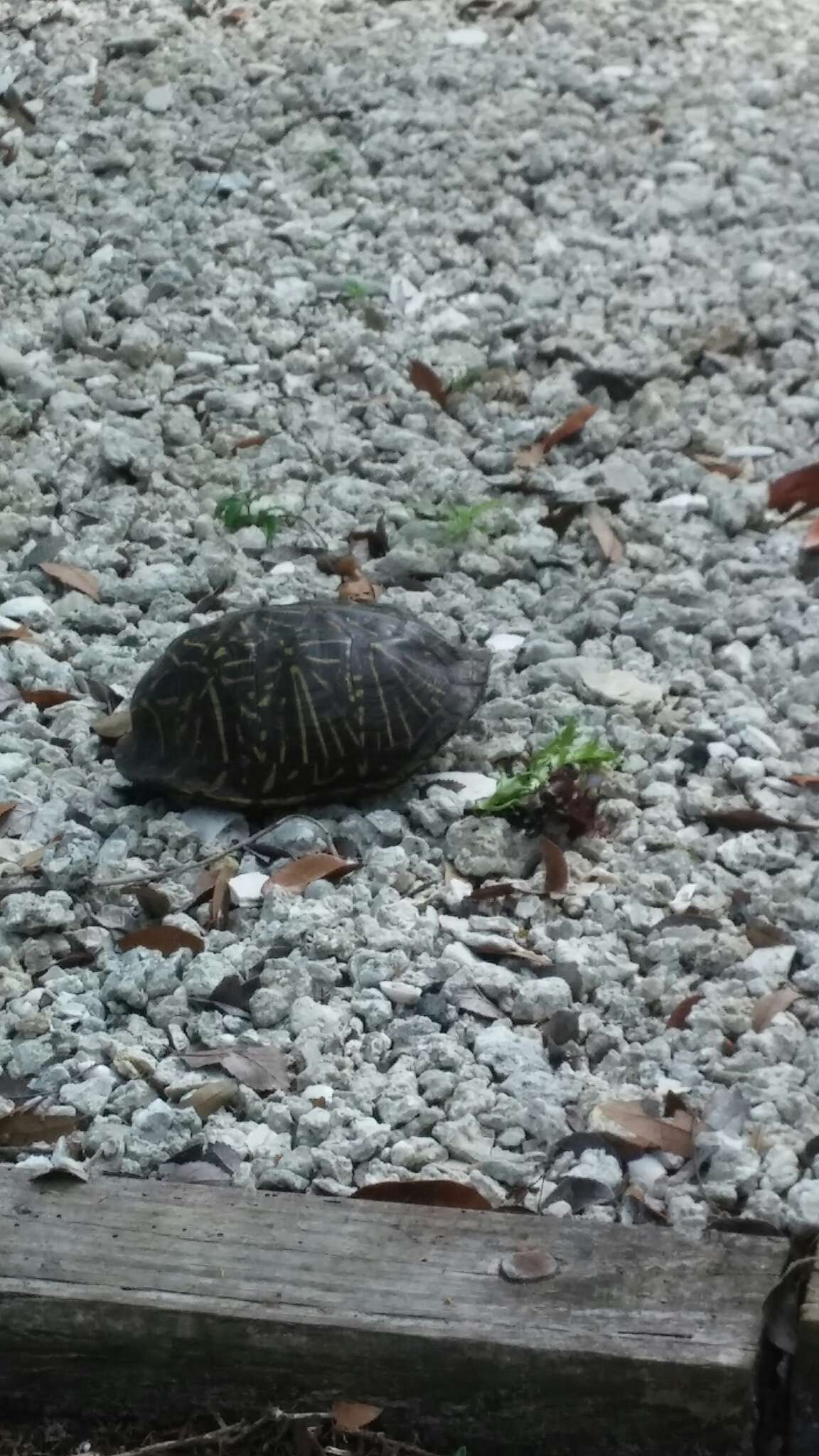 Image of Florida box turtle