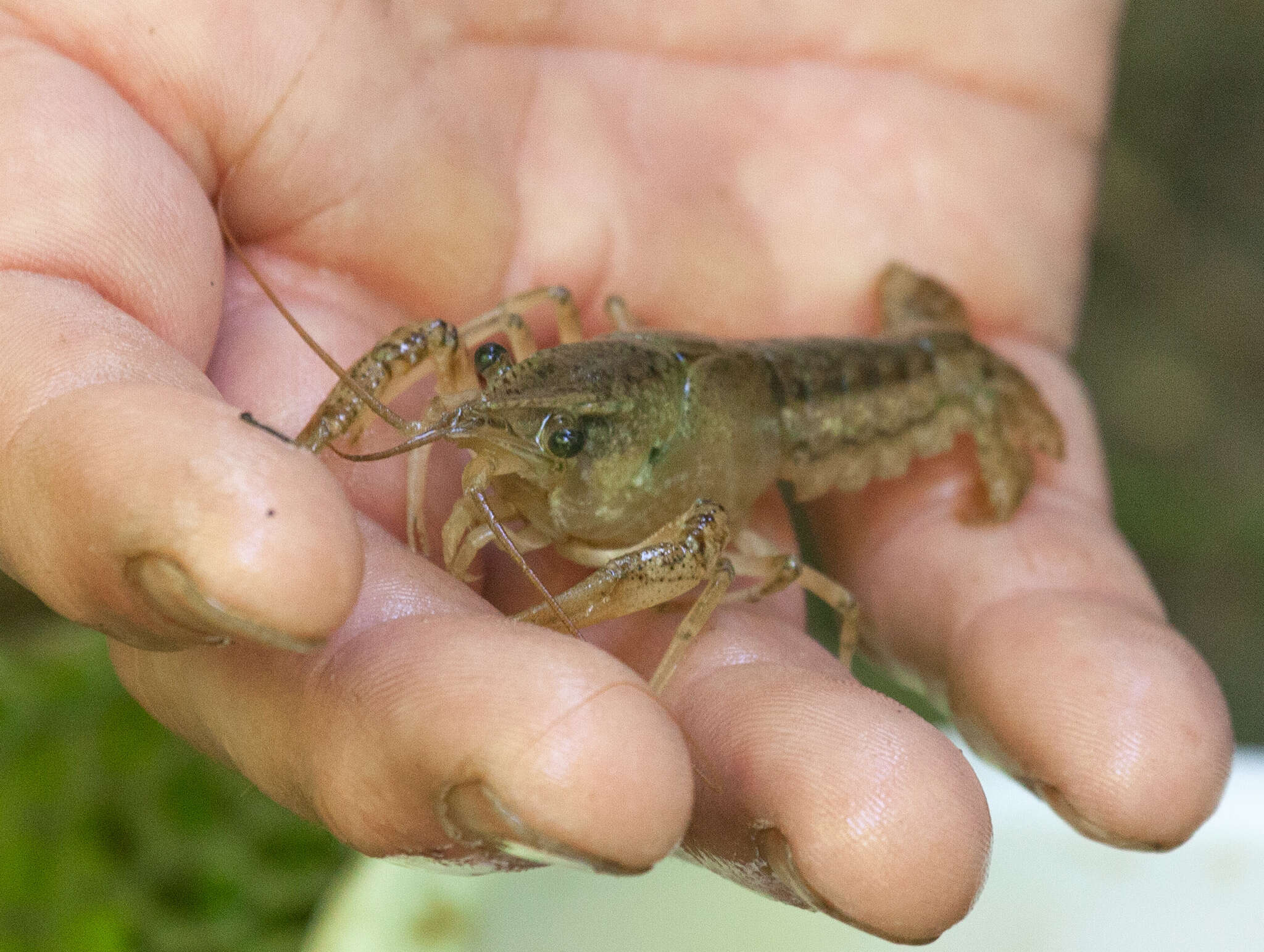 Image of White River Crayfish