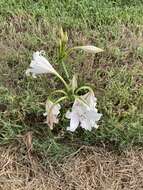 Imagem de Crinum macowanii Baker