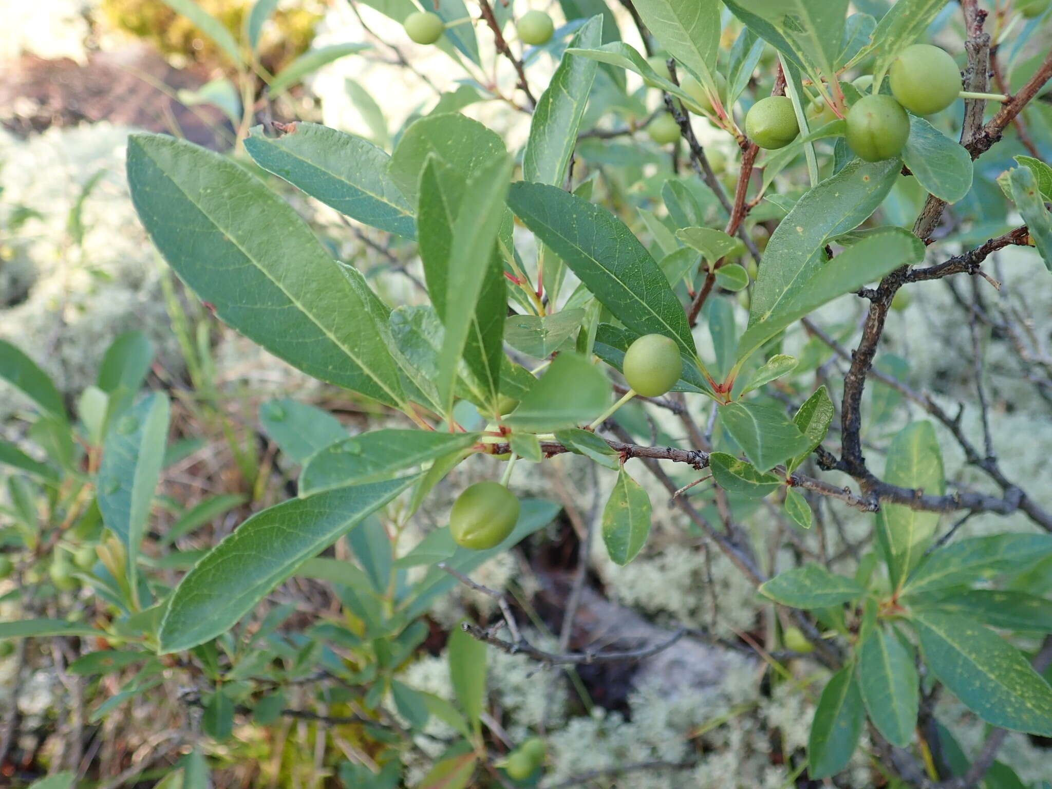 صورة Prunus pumila var. besseyi (Bailey) Gleason