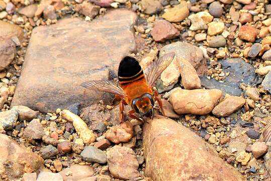 Image de Megachile saigonensis Cockerell 1920