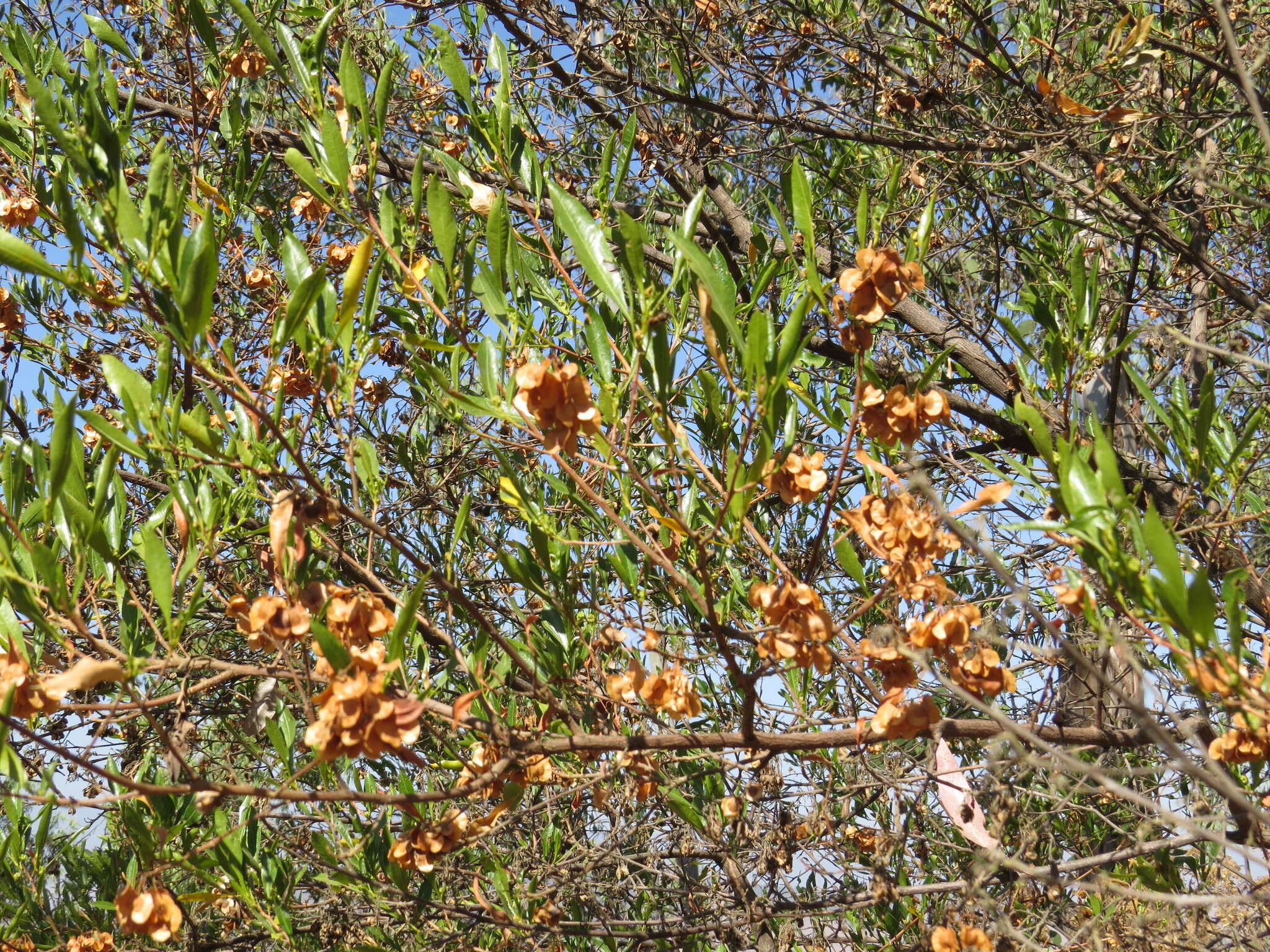 Image of Florida hopbush