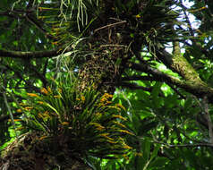 Image of Acianthera glumacea (Lindl.) Pridgeon & M. W. Chase