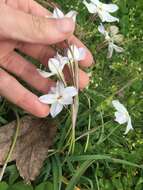 Image of Ipheion