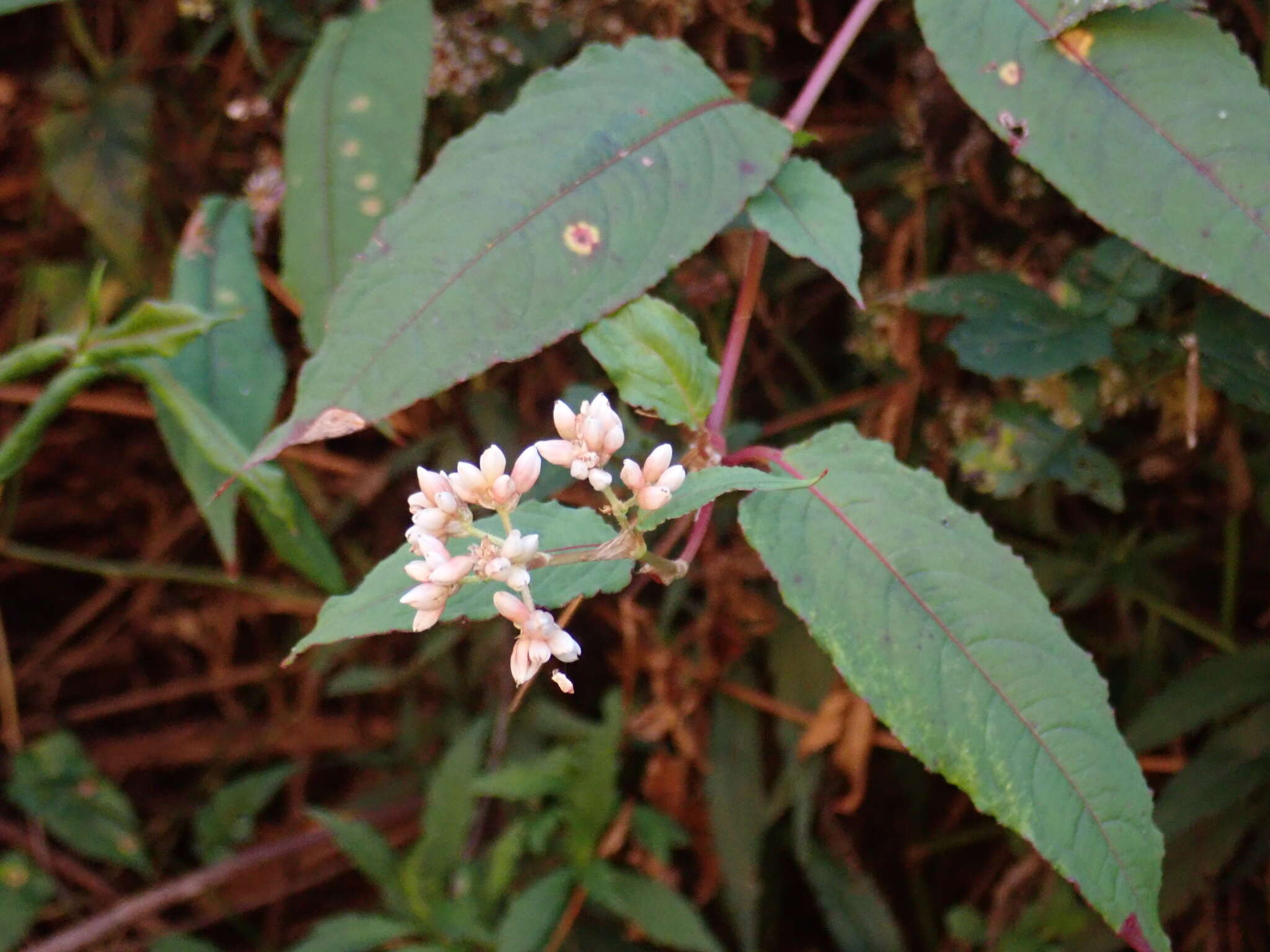 Sivun Persicaria chinensis (L.) Nakai kuva