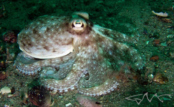 Image of Octopus australis Hoyle 1885