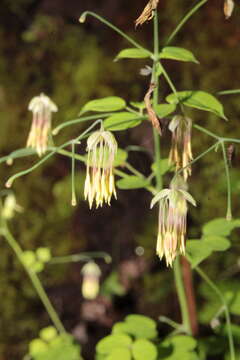 Image of Thalictrum gibbosum Lecoy.