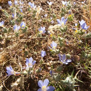 Imagem de Eriastrum eremicum subsp. yageri (M. E. Jones) Mason