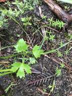 Imagem de Trachymene anisocarpa (Turcz.) B. L. Burtt