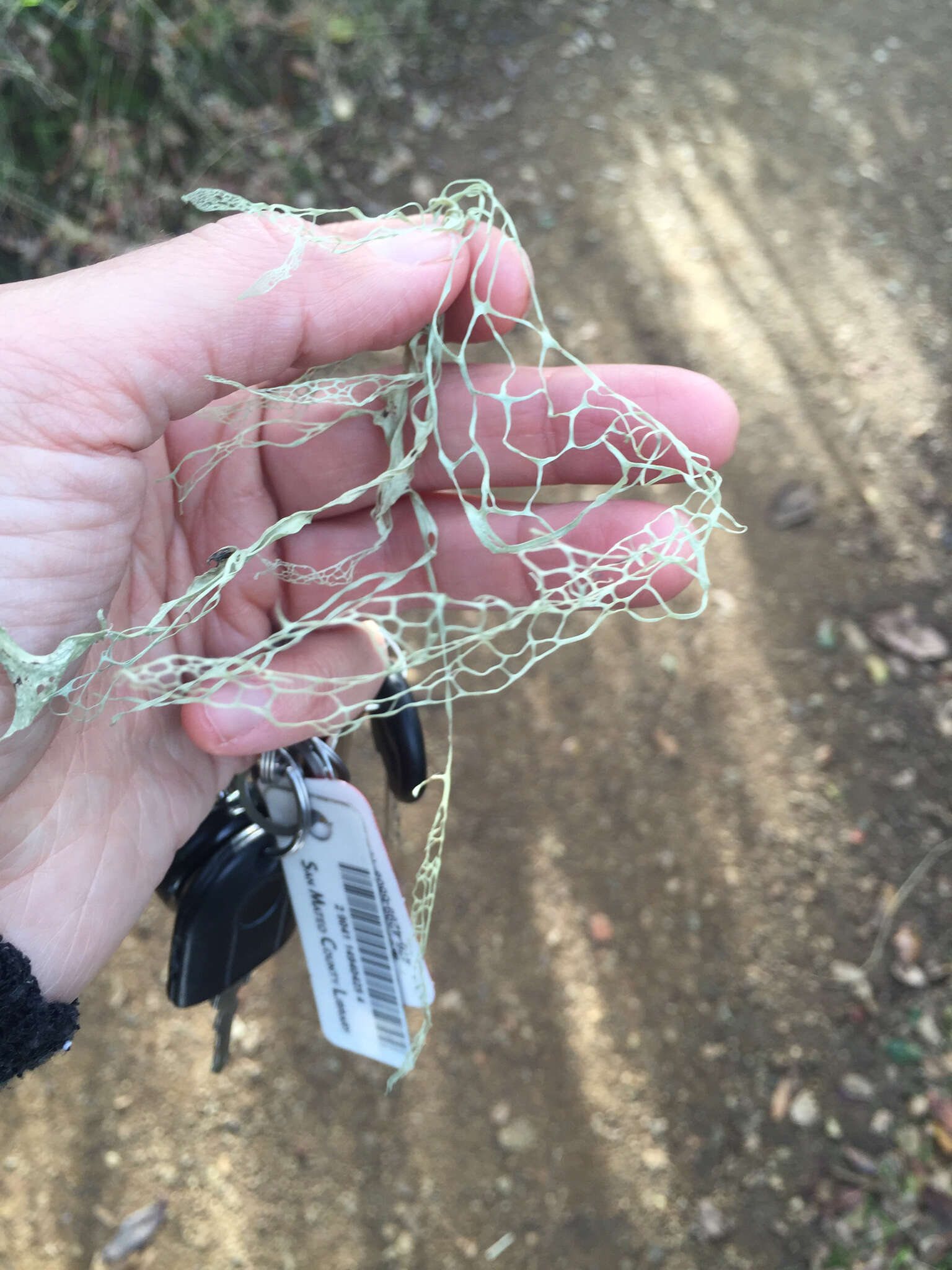 Image of Fishnet;   Menzies' cartilage lichen