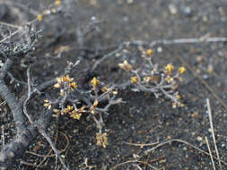 Image of Pimelea prostrata var. alpina Cheesem.