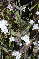 Image de Heliophila amplexicaulis L. fil.