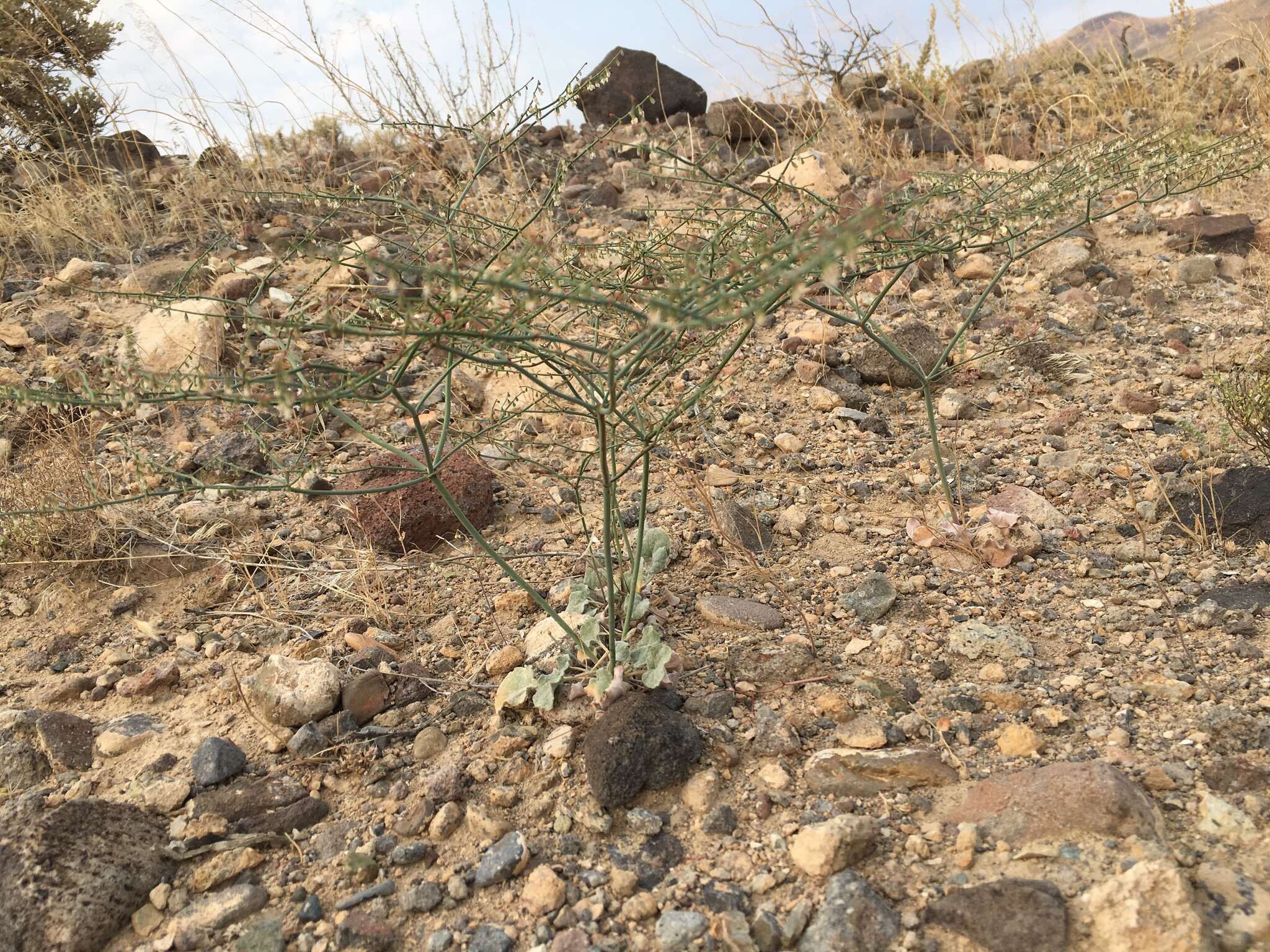 Eriogonum deflexum var. nevadense Reveal resmi