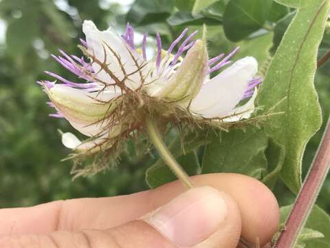 Image de Passiflora arida (Mast. & Rose) Killip