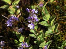 Image of Veronica ponae Gouan