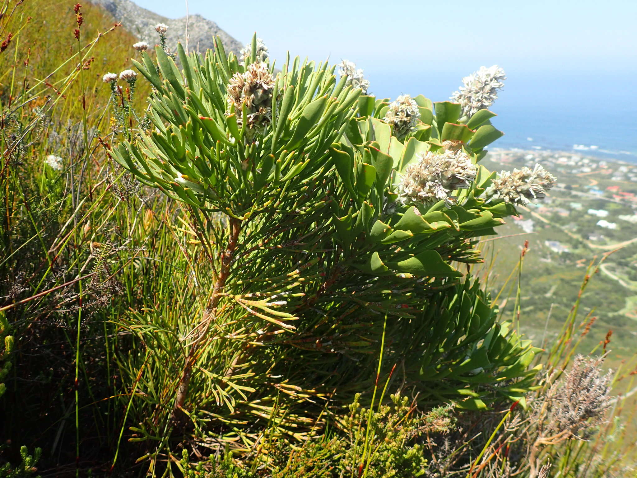 Image of Bottlebush