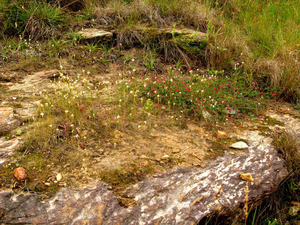 Imagem de Ornithogalum graminifolium Thunb.