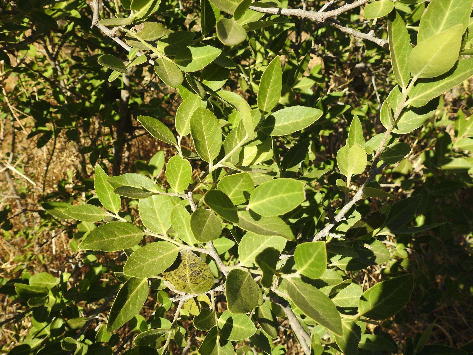 Sivun Mystroxylon aethiopicum subsp. schlechteri (Loes.) R. H. Archer kuva