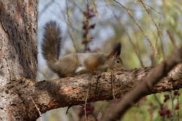 Слика од Sciurus vulgaris orientis Thomas 1906