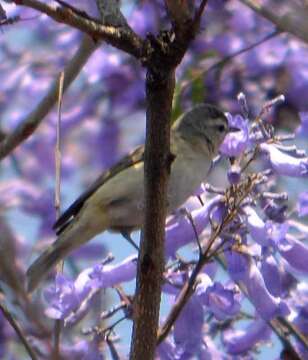 Image of Warbling Vireo