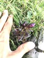 Image of Gentianella insubrica (H. Kunz) J. Holub