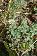 Image of Vittadinia australis A. Rich.