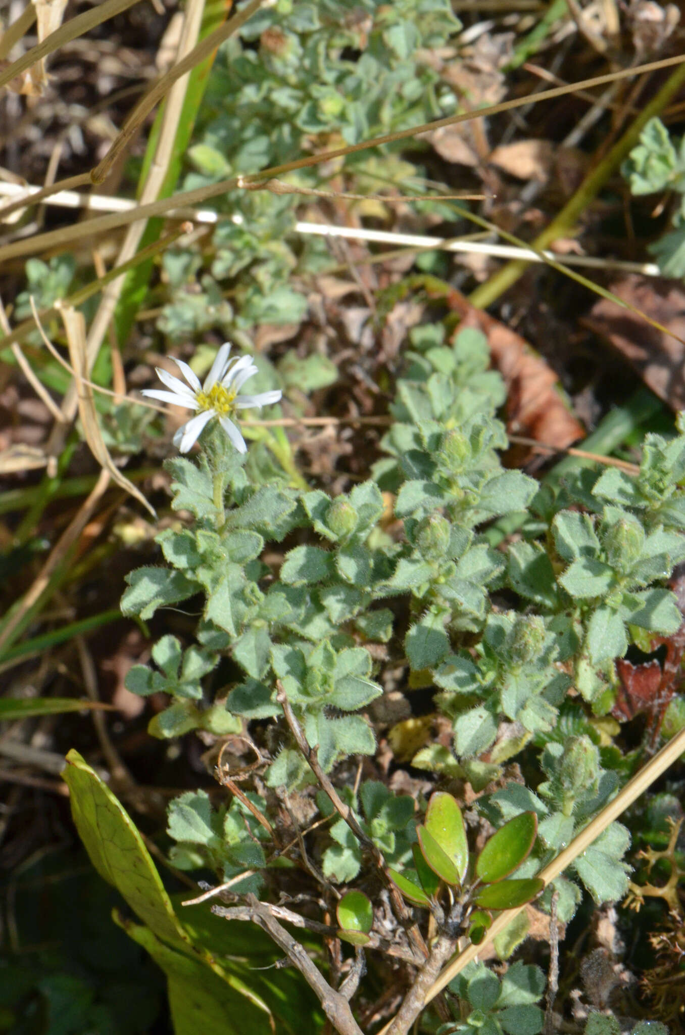 Image of Vittadinia australis A. Rich.