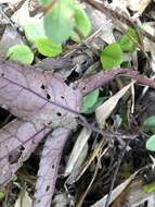 Image of Ardisia violacea (T. Suzuki) W. Z. Fang & K. Yao