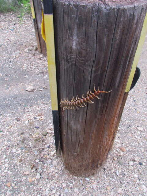 Image de Scolopendra gigantea Linnaeus 1758