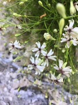 Image of Microbotryum silenes-saxifragae M. Lutz, Piątek & Kemler 2013