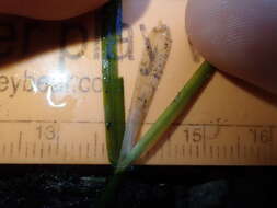 Image of Flat-Stem Pondweed